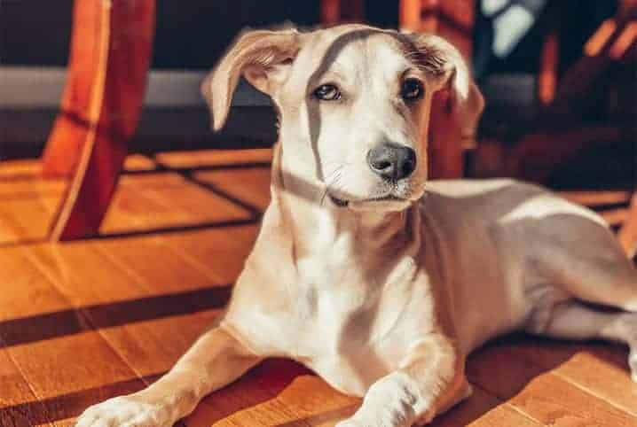 Cachorro sentando no chão.