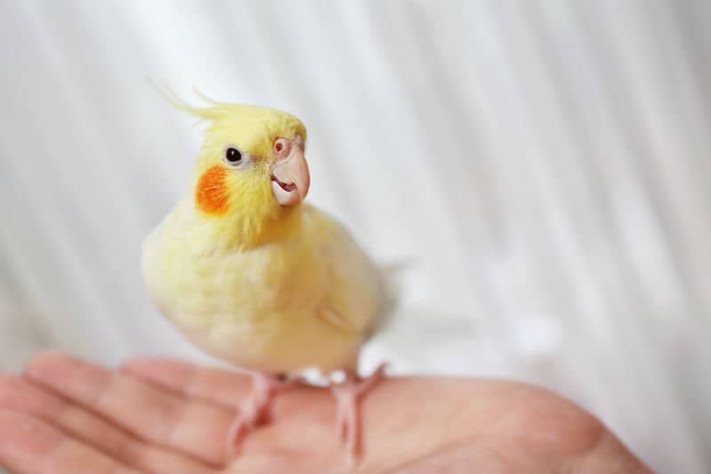 calopsita pode comer berinjela meio