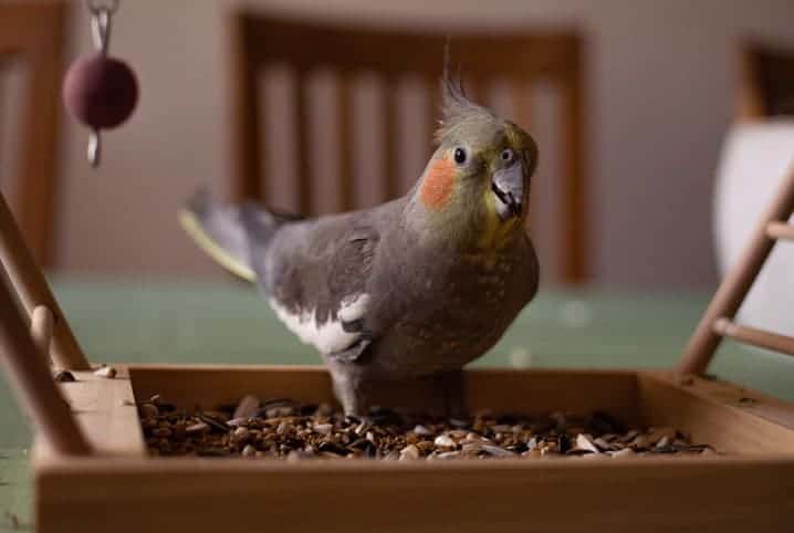 Calopsita comendo sementes.