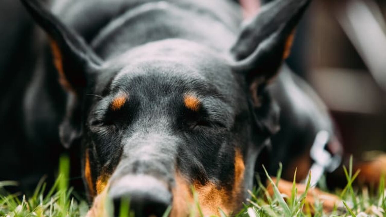 Conheça os 10 cães com as mordidas mais fortes do mundo, Comportamento