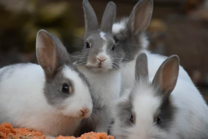 Coelhos branco e cinza próximos de cenouras picadas.