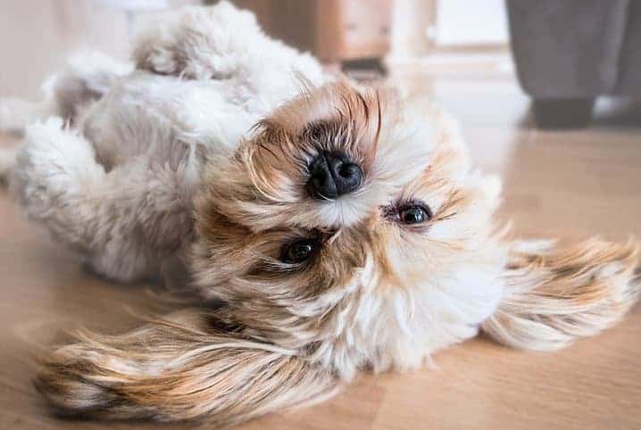 Ilhasa apso deitado no chão.