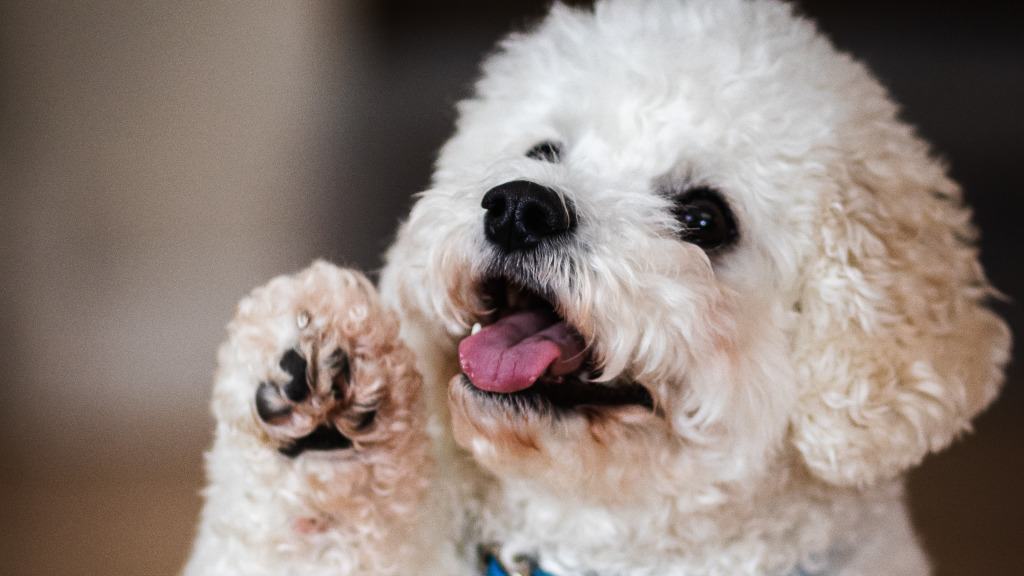 cachorro poodle branco dando a patinha.