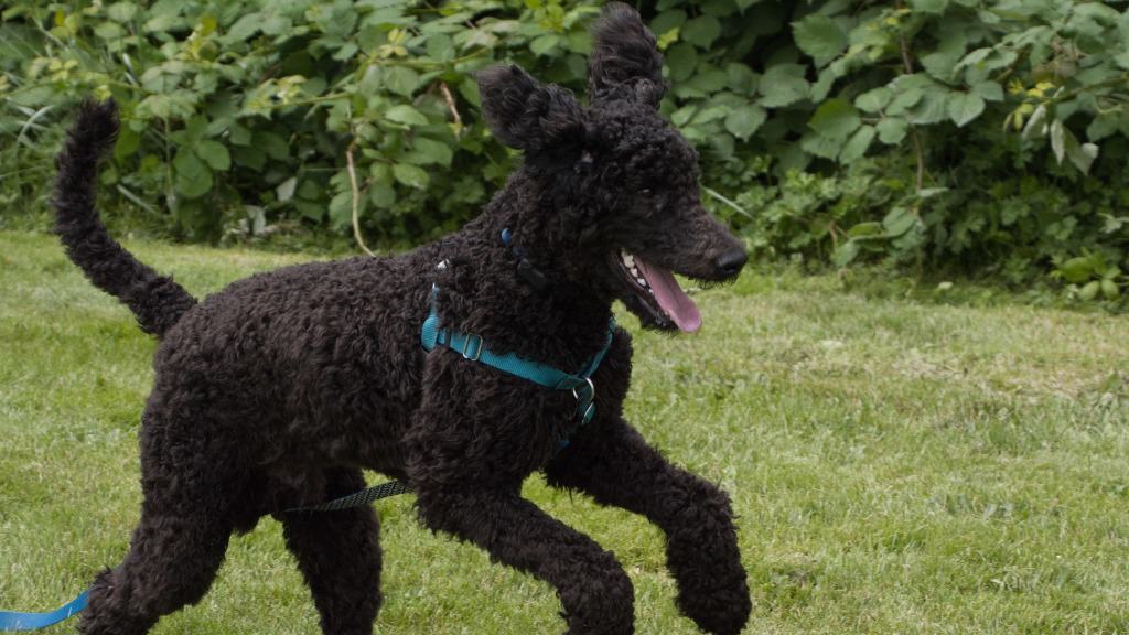 cachorro poodle preto correndo em gramado.