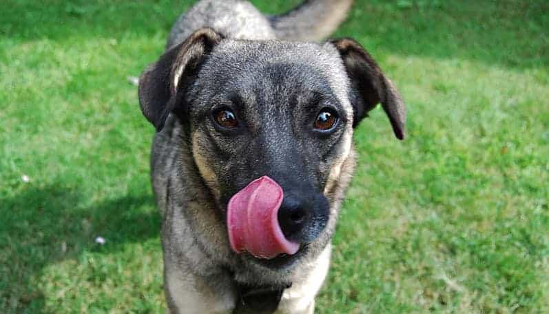 Cachorro olhando com cara de dó para a foto.