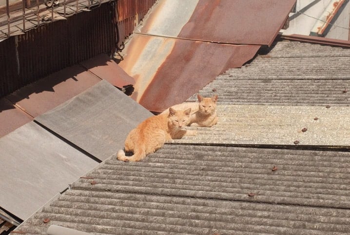 Gatos em cima do telhado.