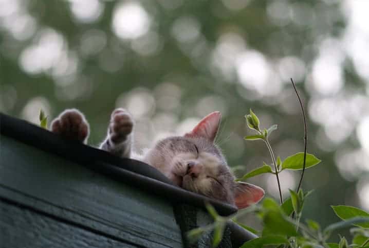 Gato em cima do telhado.