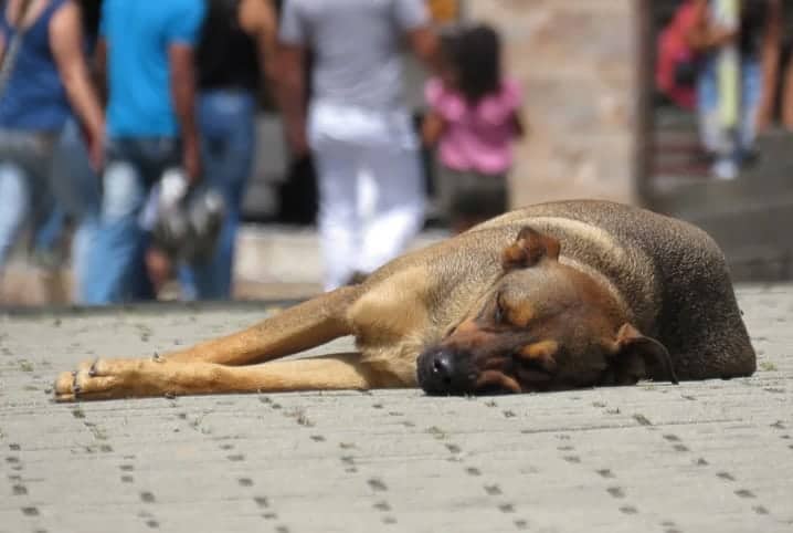 Cachorro deitado na rua.