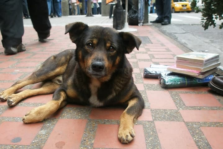 Cachorro deitado na rua.