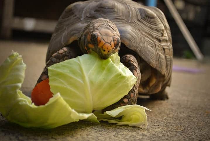 jabuti comendo uma folha de vegetal