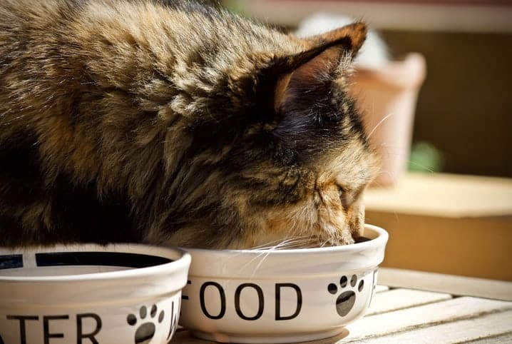 Gato comendo na tigela branca estampada com uma patinha.