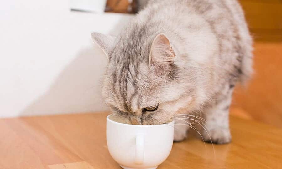 Gato comendo num pote branco pequeno.