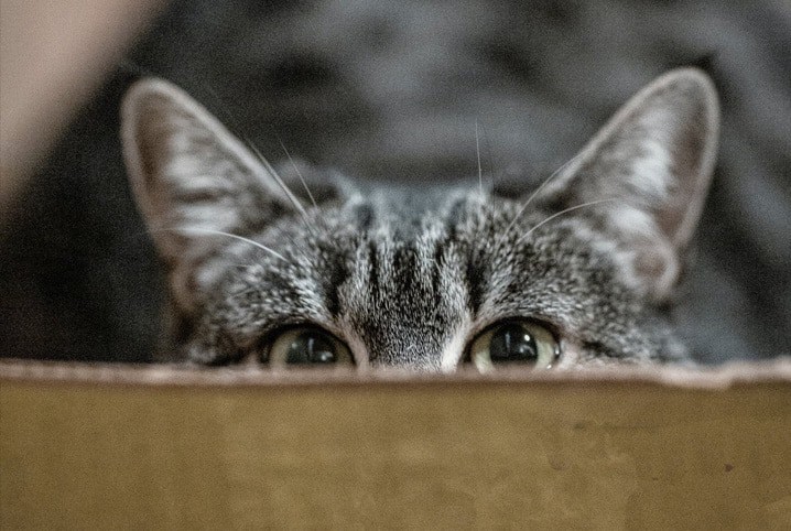 Gata olhando para câmera