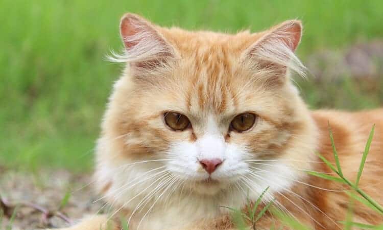 gato relaxando no gramado