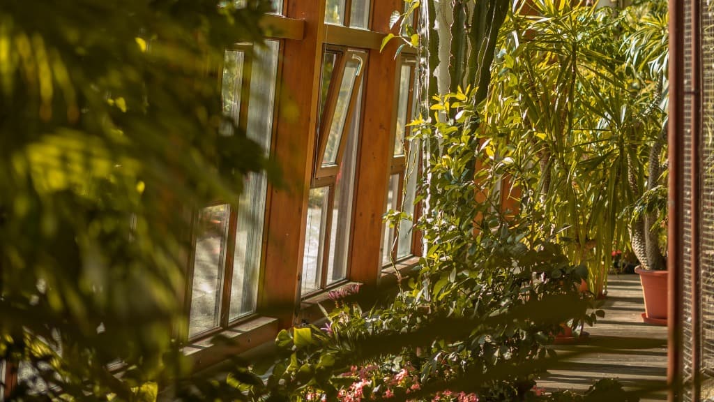 plantas dentro de casa perto de janelas.