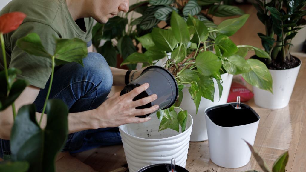 pessoa plantando em vaso.