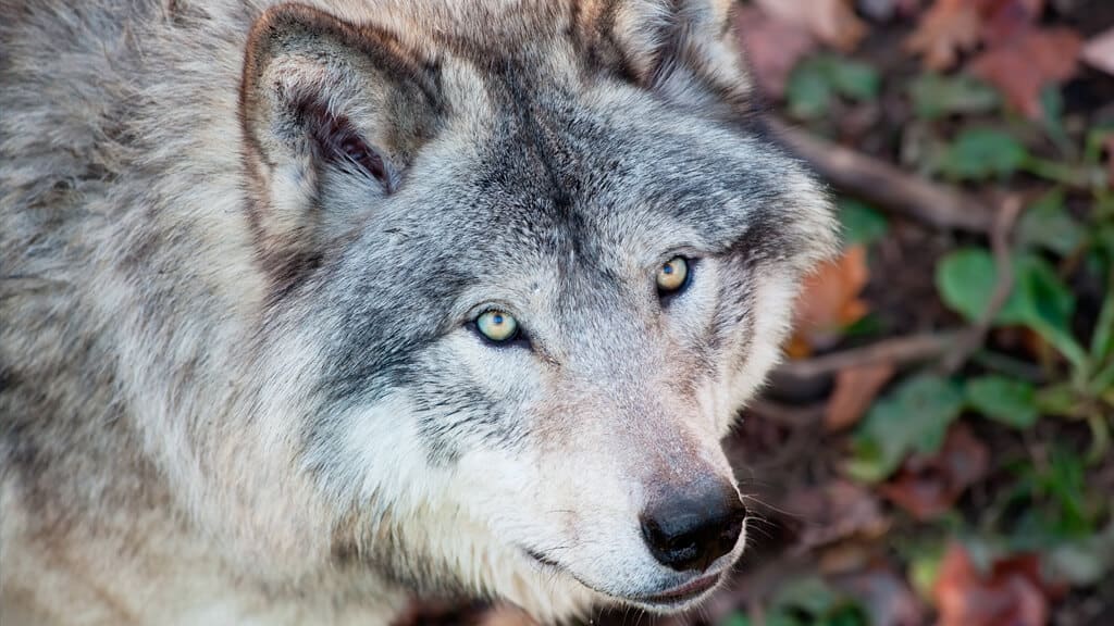 Lobo olhando para cima.