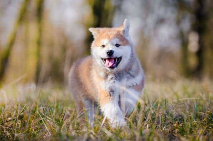 Akita correndo na grama.