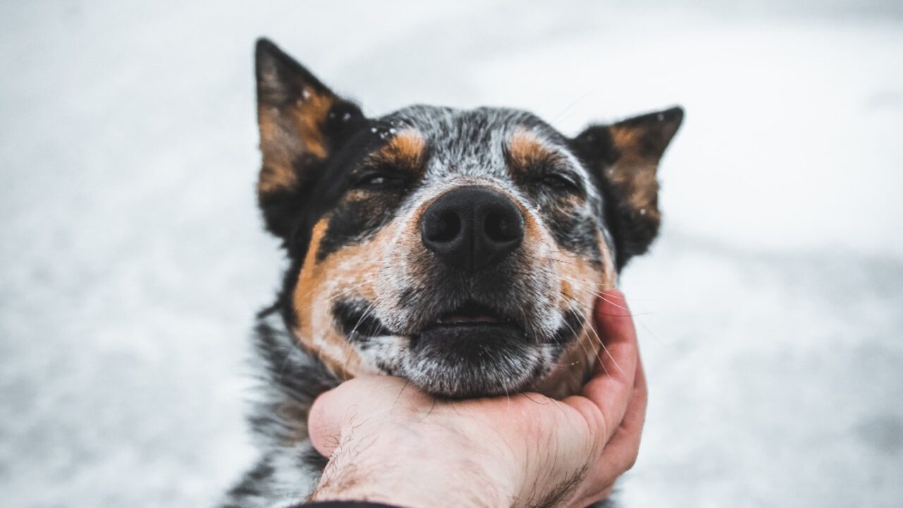 Blue Heeler: saiba tudo sobre essa raça aqui