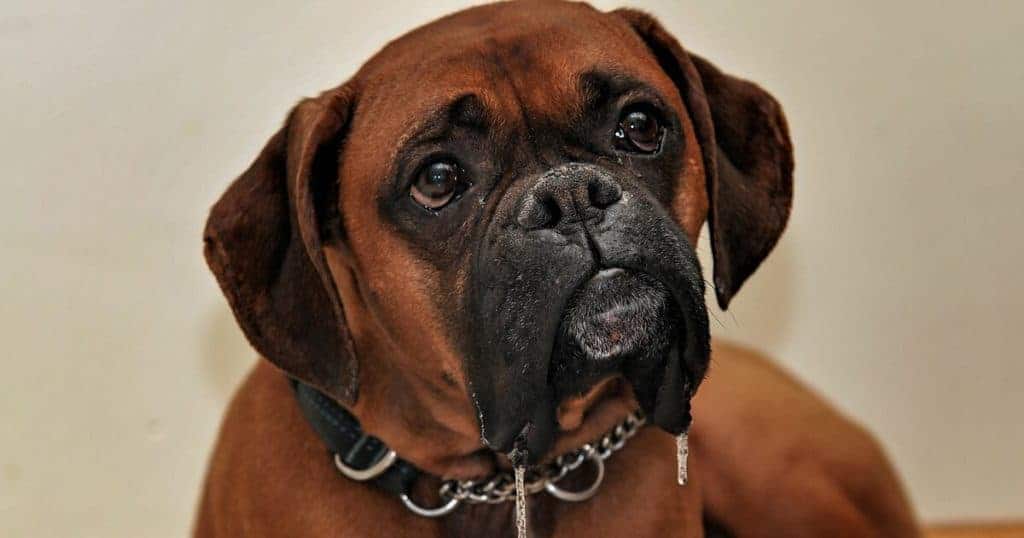 cachorro da raça boxer olhando para tutor de maneira curiosa.