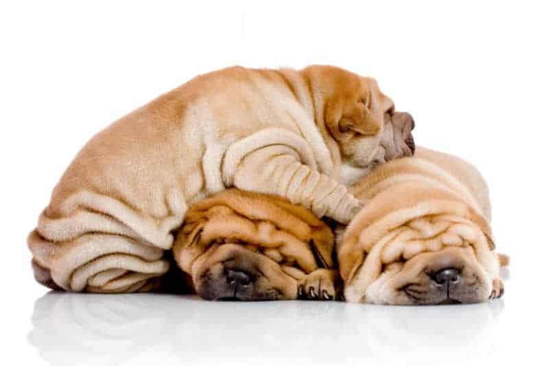 Cachorros shar pei