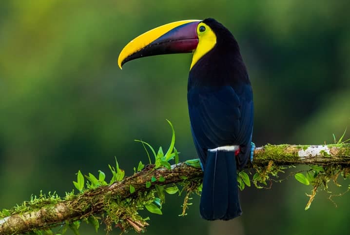 tucano em galho.