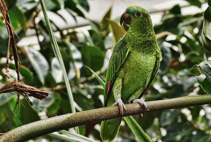 papagaio pode comer berinjela meio