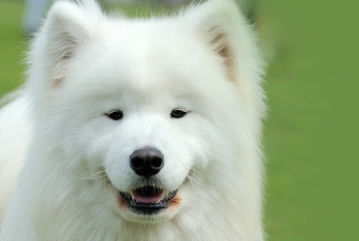 Cachorro branco sentado na grama.