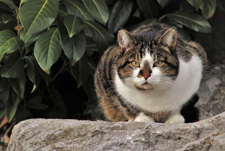 Gato com pelos rajados olhando para frente.