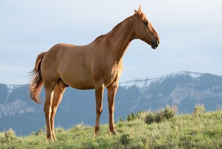 quanto tempo vive um cavalo