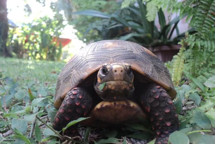 Jabuti comendo grama