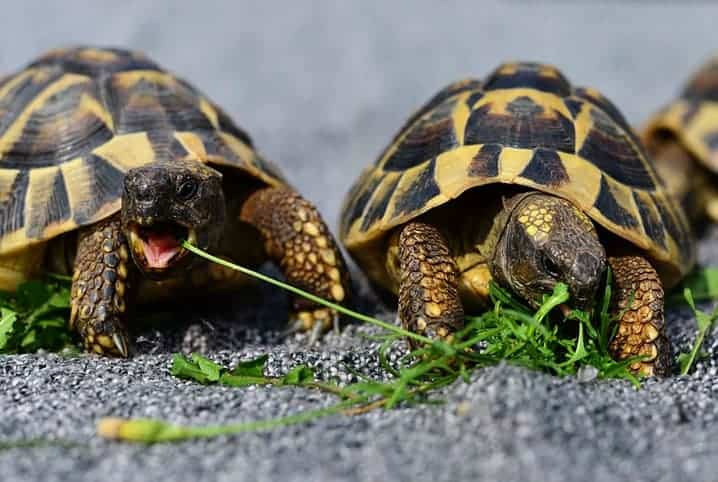 dois jabutis comendo