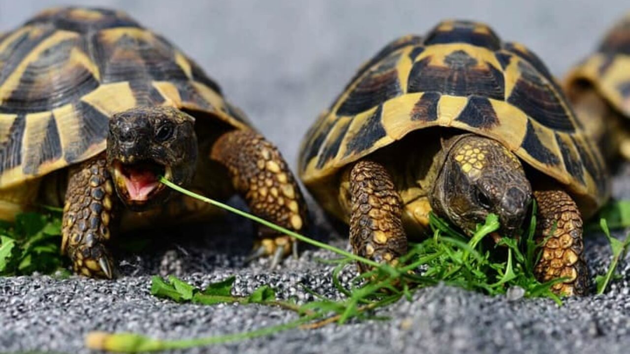 Tartaruga pode comer couve? Entenda o tema | Petz