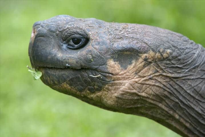 Tartaruga de perfil comendo folha.