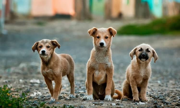 Três cachorros perdidos na rua.