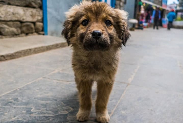 Cachorro perdido na rua.