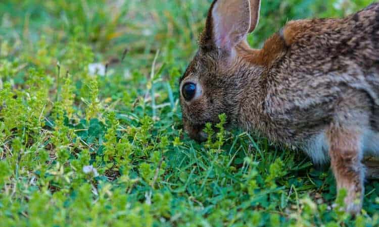 coelho pode comer serralha topo