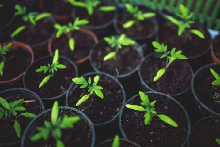 Plantas juntas em pequenos vasos.