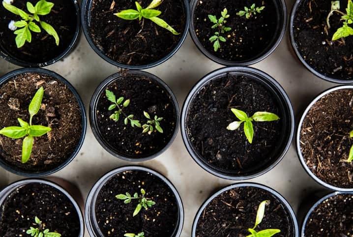 Brotos de plantas juntos em pequenos vasos.