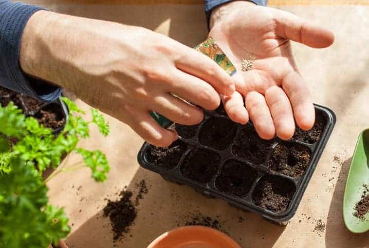 Semente sendo plantadas na terra.