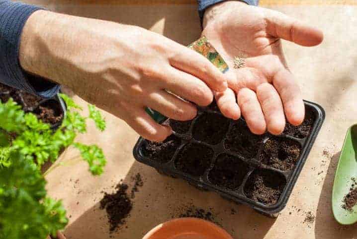 Aprende paso a paso cómo cultivar la pimienta dedo de moza