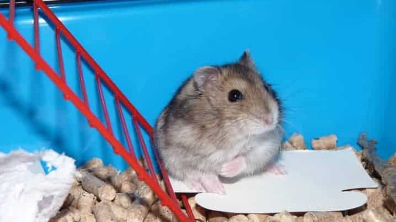 Entenda por que hamster come os filhotes! I Petz