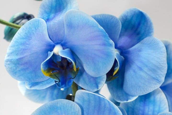 Orquídea azul