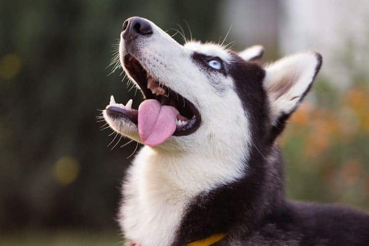 Husky siberiano com língua para fora