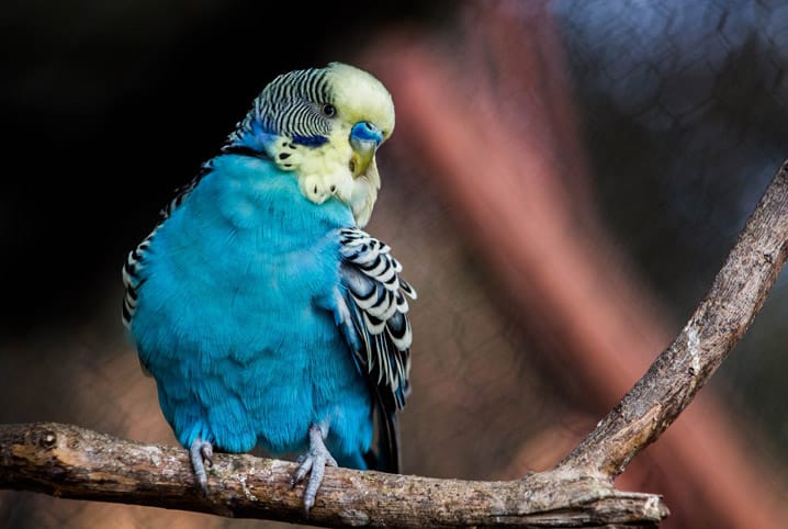 Periquito azul em cima de galho