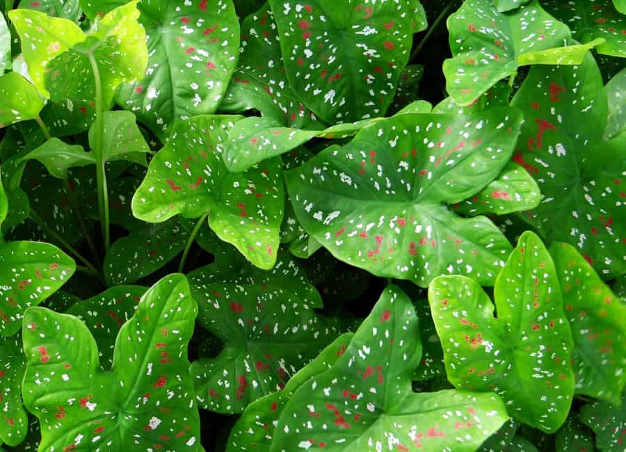 caladium verde com manchas coloridas nas folhas