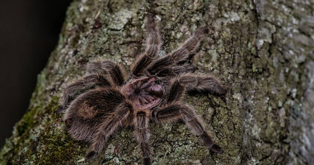 Aranha num tronco de árvore.