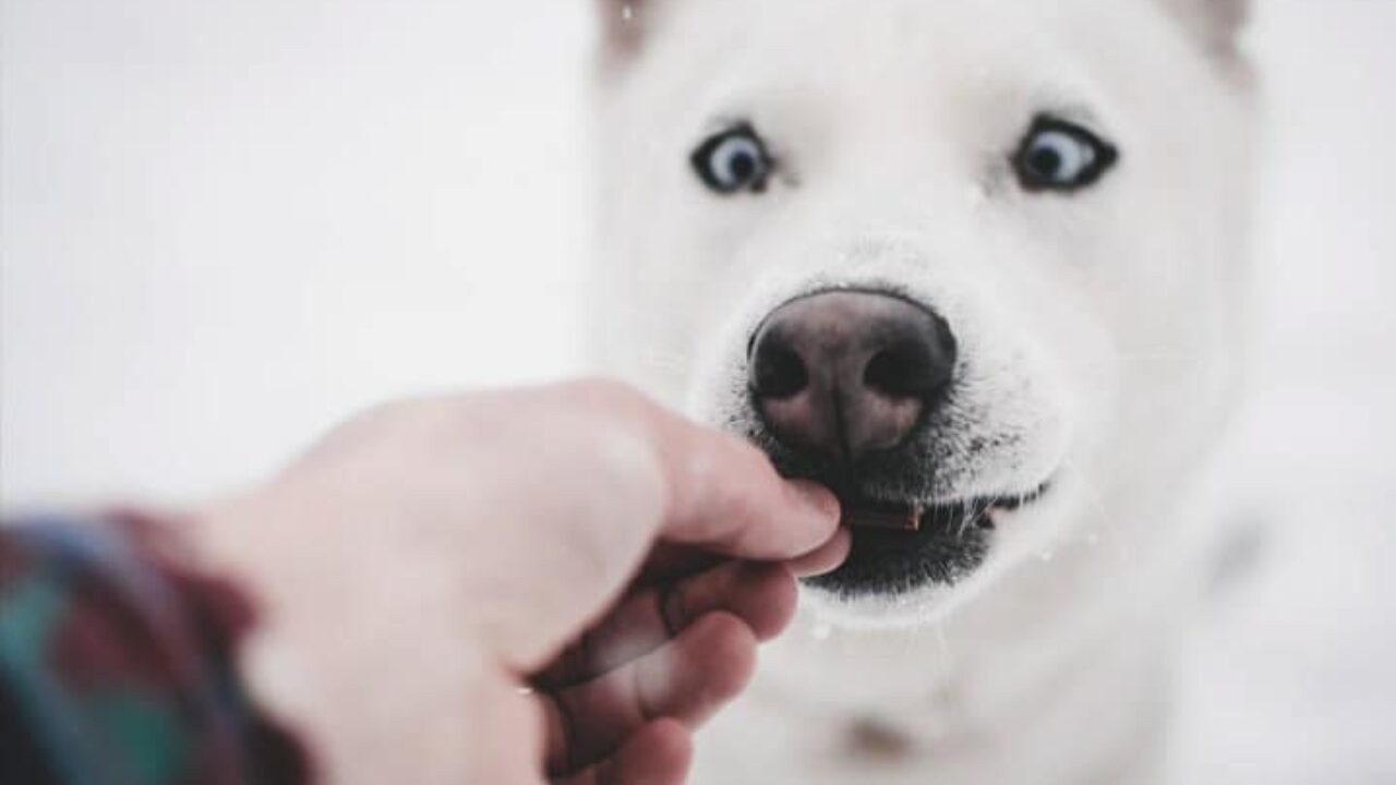 Cachorro pode comer churrasco? Aprenda aqui! I Petz