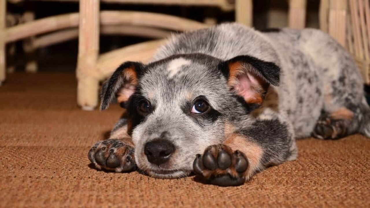 Descubra se cachorro pode comer leite condensado | Petz