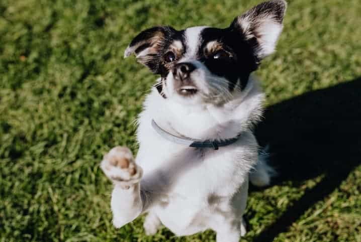 cachorro de pé nas patas traseiros com as dianteiras levantadas